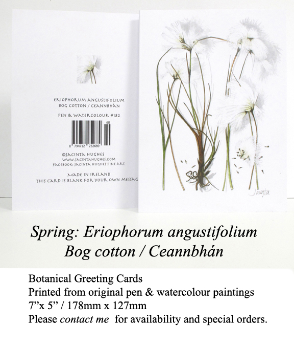 Spring botanical greeting card, Eriophorum angustifolium, Bog cotton, Ceannbhán