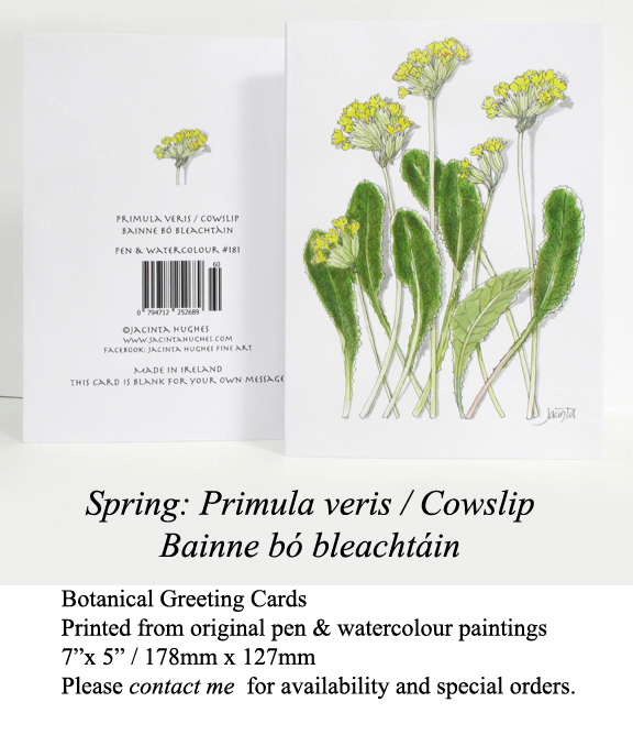 Spring botanical greeting card, Primula veris, Cowslip, Bainne bó bleachtáin