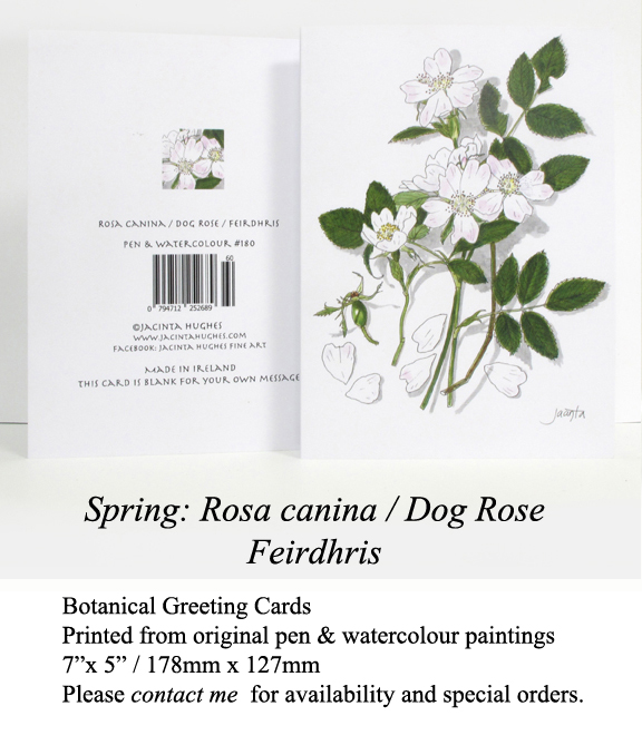Spring botanical greeting card, Rosa canina, Dog Rose, Feirdhris