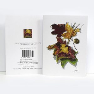 Autumn Botanical Greeting Card, Acer platanoides, Norway Maple, mailp Lochlannach