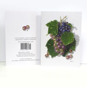 Autumn Botanical Greeting Card, Vitis vinifera 'Black Hamburg', grapevine, fíniúin choiteann