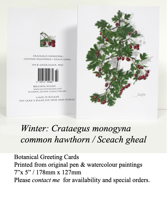 Winter botanical greeting card, Crataegus monogyna, common hawthorn, Sceach gheal