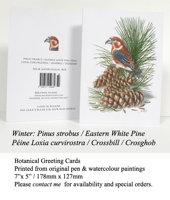 Winter botanical greeting card, Pinus strobus, Eastern White Pine, Péine, Loxia curvirostra, Crossbill, Crosghob