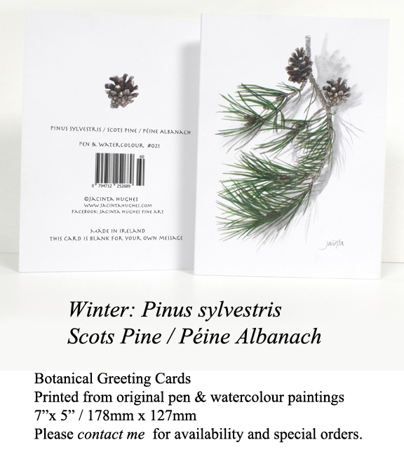 Winter botanical greeting card, Pinus sylvestris, Scots Pine, Péine Albanach