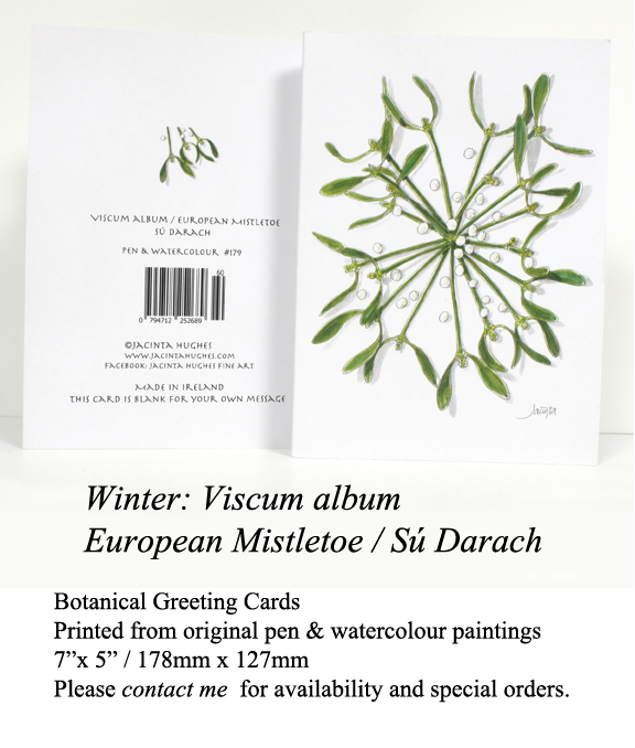 Winter botanical greeting card, Viscum album, European Mistletoe, Sú Darach